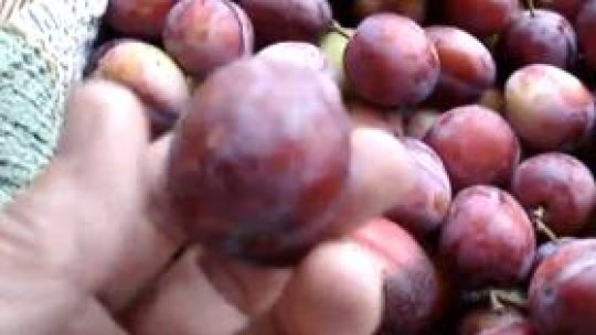 Germania redeschide granițele pentru muncitorii agricoli sezonieri