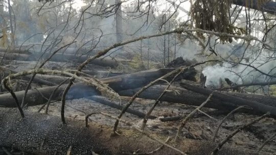 Incendiu forestier în județul Mureș