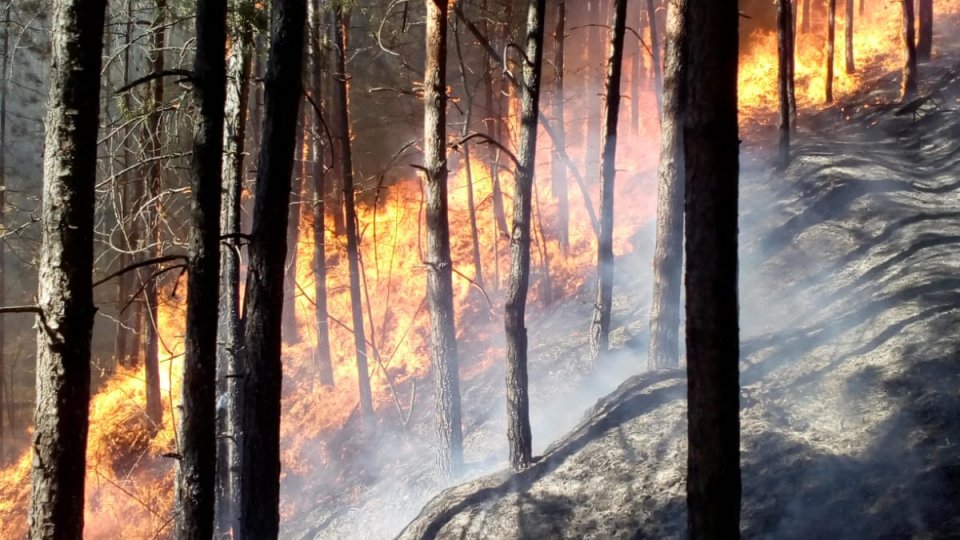Incendiu de pădure în Sălaj