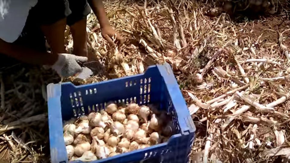 Până pe 15 mai, fermierii se pot înscrie în Programele Tomata și Usturoiul