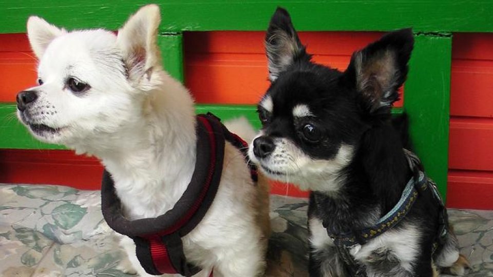 ASPA: 186 de câini adoptaţi online, în perioada 1 aprilie – 15 mai