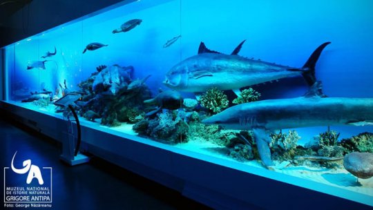 Muzeul de Istorie Naturală Grigore Antipa se redeschide de la 1 iunie