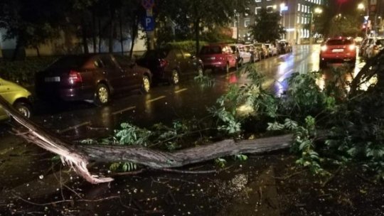 Copaci căzuți pe străzi în municipiul Botoșani din cauza vremii