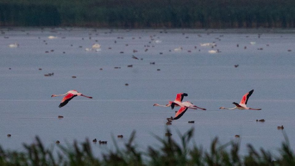 Păsări Flamingo în Delta Dunării