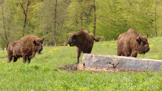 Dezvoltarea ecoturismului în Caraş-Severin