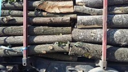 Dosare penale ptr proveniența, prelucrarea, transportul de material lemnos