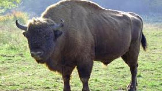 Zimbrul "nu mai este o specie vulnerabilă"