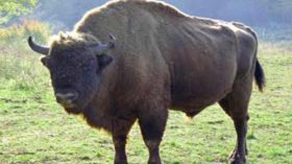 Zimbrul "nu mai este o specie vulnerabilă"