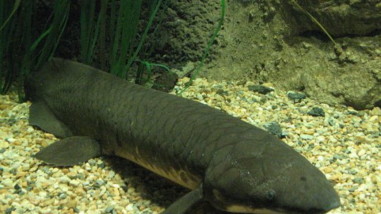 A fost descifrat cel mai mare genom cunoscut din lumea animală