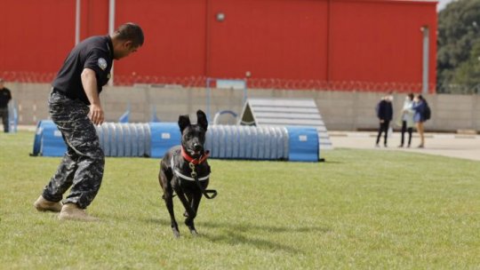 21 de câini sunt pregătiți pentru depistarea țigaretelor și a drogurilor
