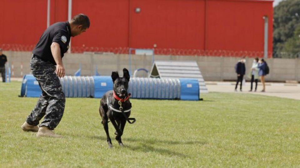 21 de câini sunt pregătiți pentru depistarea țigaretelor și a drogurilor