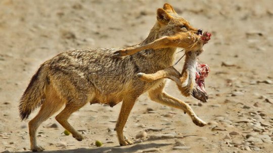 Şacalii din Delta Dunării "trebuie vânaţi"