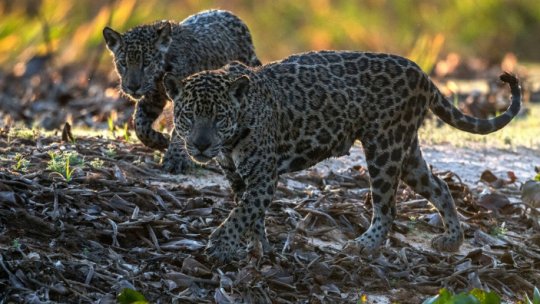 Nadia și Mowgli, jaguarii de la Grădina Zoologică Sibiu, s-au întors acasă