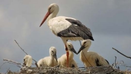 Prima barză sosită anul acesta în județul Sibiu