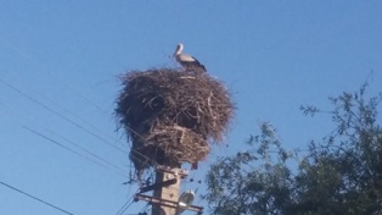 Prima barză a revenit din ţările calde, în comuna Cristian de lângă Sibiu