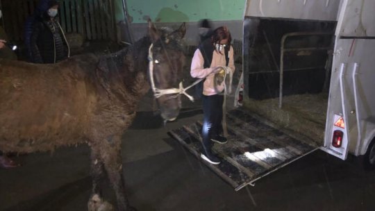 Sibiu: Cal salvat de Poliția Animalelor și un ONG