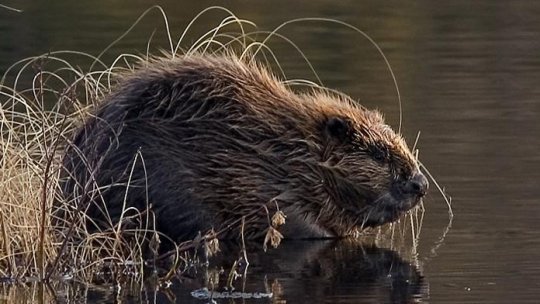 Castorii și-au recucerit teritoriile de pe râul Mureș