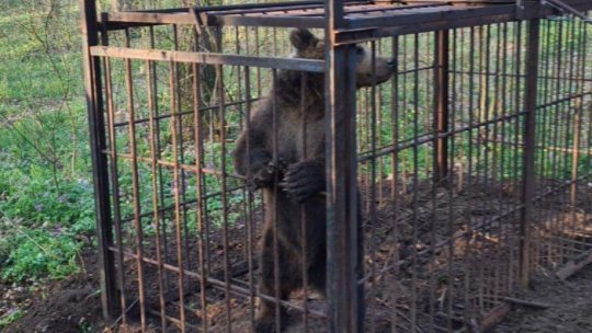Urs prins și transferat în zona Răstolița din județul Mureș