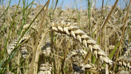 Romania ranked sixth in the EU in wheat production last year