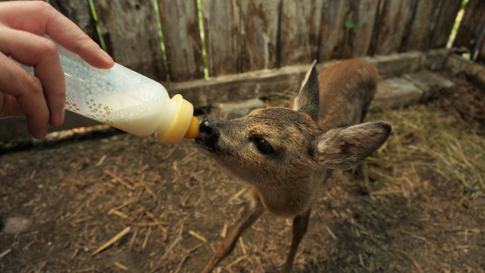 INTRE PRIETENI învăţăm să salvăm animalele sălbatice aflate în primejdie.