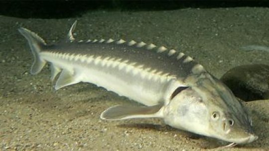 Peste 20 de kg de sturion confiscate de la braconieri în Delta Dunării