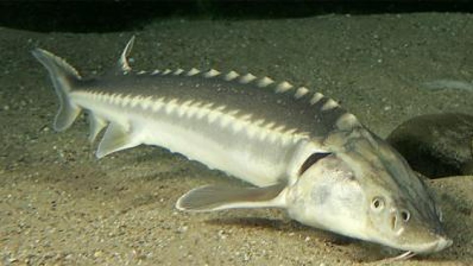 Peste 20 de kg de sturion confiscate de la braconieri în Delta Dunării