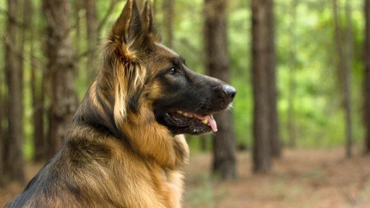 Sibiu: Dogs trained to detect Covid infection, 100% success rate