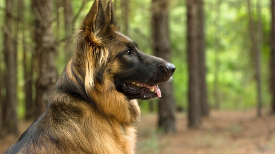 Sibiu: Dogs trained to detect Covid infection, 100% success rate