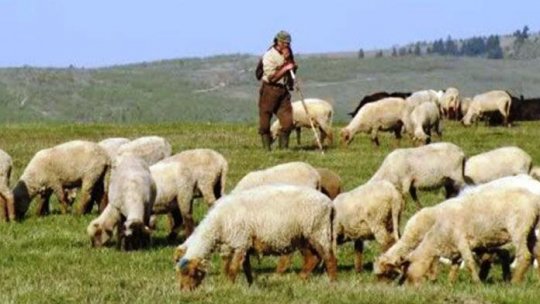 Proprietarii de stâni din judeţul Mehedinţi au temeri
