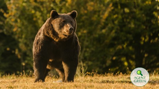 DNA a început o anchetă in rem în cazul uciderii ursului 
