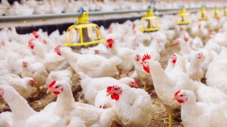 Trei noi focare de gripă aviară au fost depistate în judeţul Mureş