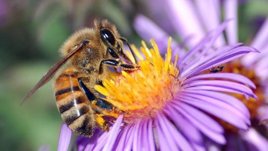 Specia autohtonă de albine „este denigrată” 