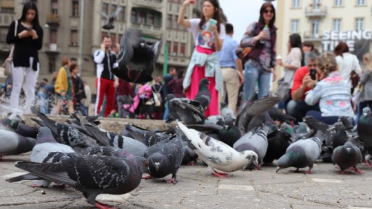 Hrănirea porumbeilor pe domeniul public a fost interzisă la Timişoara