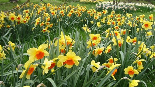 Au început să înflorească narcisele din poiana de pe Masivul Saca