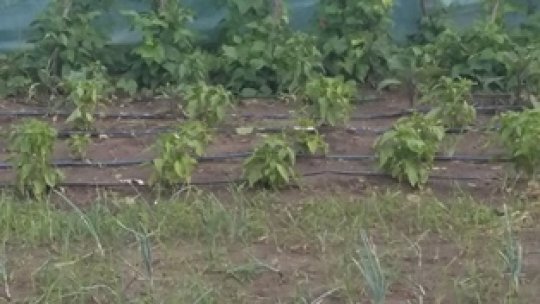 Sprijin financiar prin APIA ptr cultivatorii de legume în sere şi solarii