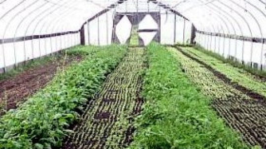 Sprijin financiar pentru cultivatorii de legume