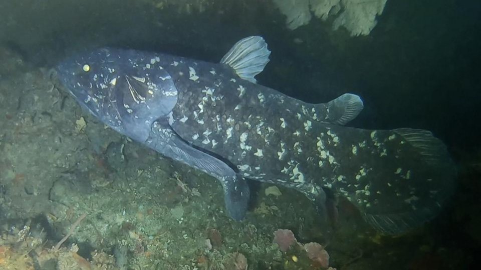 Cercetătorii au descoperit un peşte care trăieşte până la 100 de ani