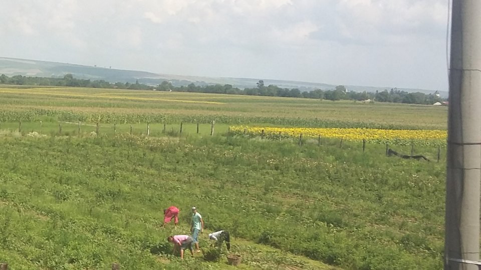 Politica de subvenții agricole în UE - PAC - va fi revizuită