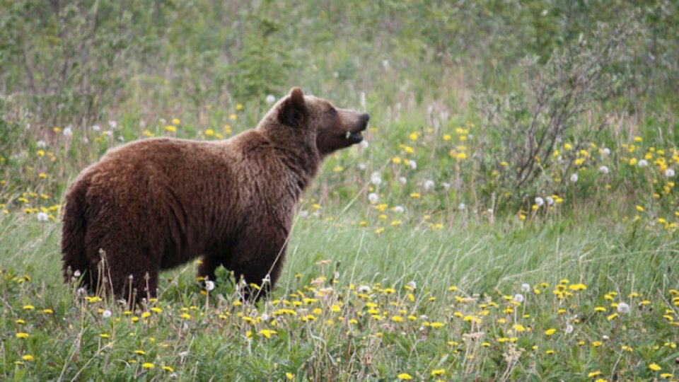 If you meet a bear, specialists recommend "talking"