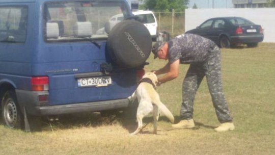 Câini dresaţi prezenţi la Sibiu pentru a depista persoanele cu COVID-19