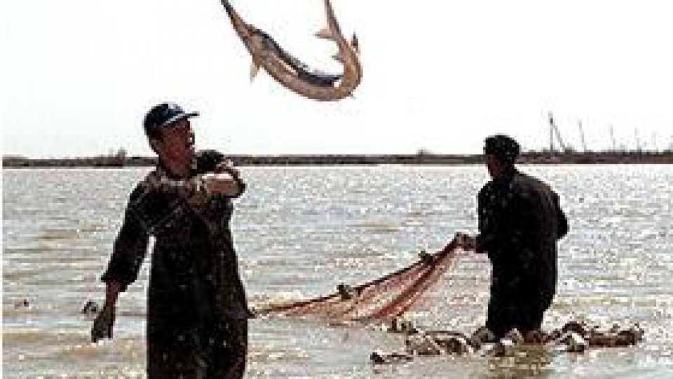 Sute de kilograme de peşte şi icre au fost confiscate în Delta Dunării