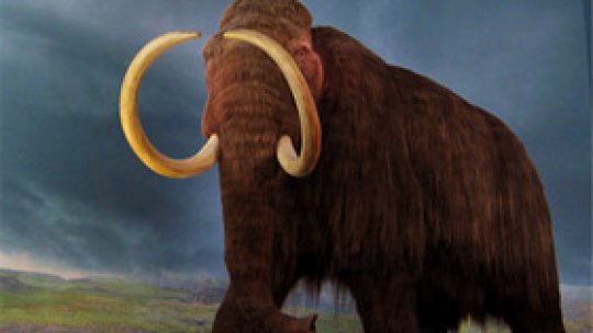Cercetări privind reînvierea unui mamut, dispărut în urmă cu 4.000 de ani