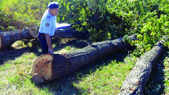 Dosare penale în urma unor acţiuni ale poliţiştilor în domeniul silvic