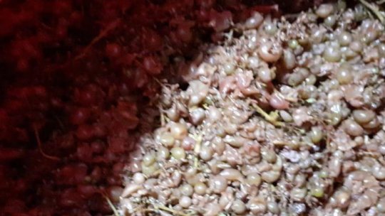 Doi bărbați din Jud. Neamț s-au intoxicat cu monoxid de carbon de la must