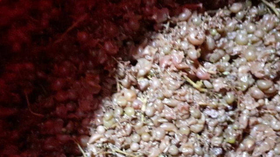 Doi bărbați din Jud. Neamț s-au intoxicat cu monoxid de carbon de la must