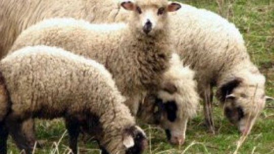 Focar de scrapie depistat la o fermă cu peste 150 de oi din Stoeneşti, judeţul Giurgiu