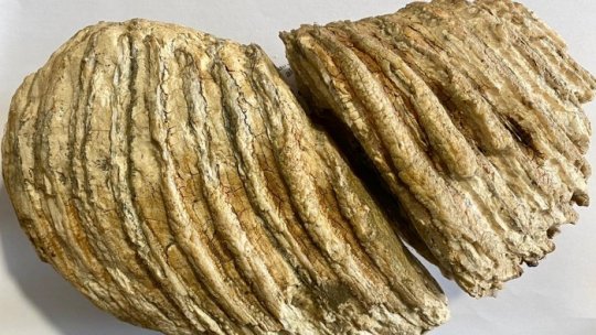 Polițiștii din Neamț au identificat persoana care a oferit spre vânzare un molar de mamut vechi de 10 mii de ani