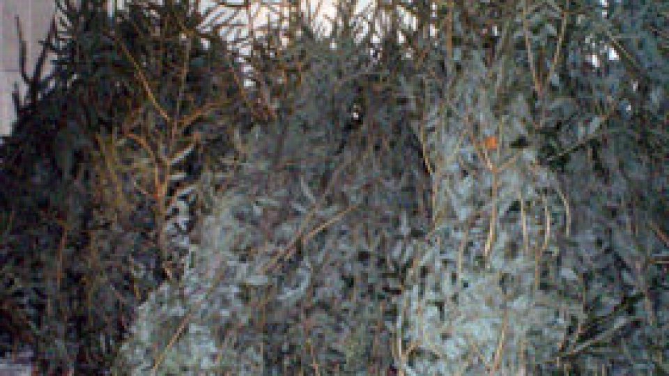 Regia Națională a Pădurilor Romsilva oferă spre vânzare peste 30.000 de pomi de Crăciun