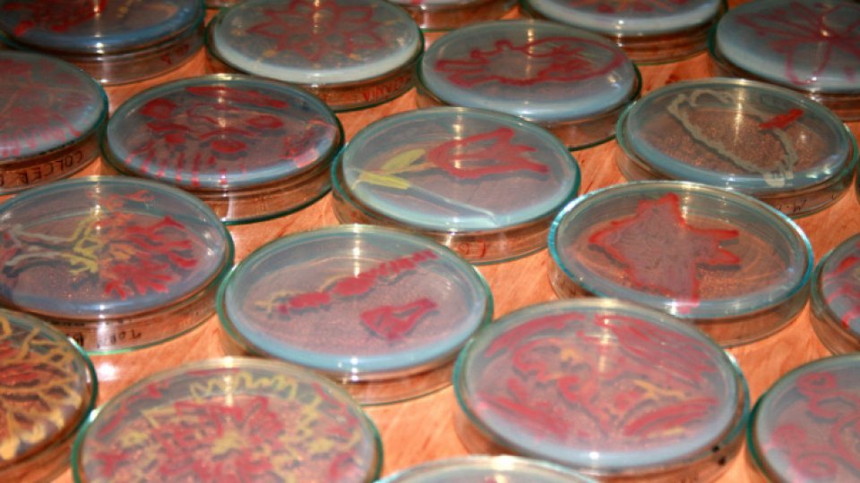 Bacteriile aflate la originea anumitor infecţii ale sângelui şi-au crescut nivelul de rezistenţă la medicamente