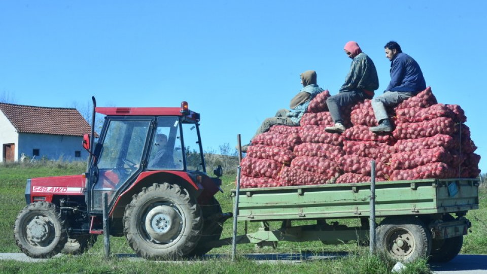Ministrul agriculturii exclude apariţia unei crize alimentare în România  